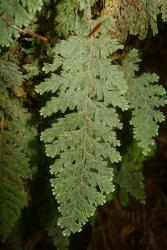 Hymenophyllum frankliniae. Mature frond with narrowly winged rachis and dense covering of rusty brown stellate hairs.  
 Image: L.R. Perrie © Te Papa 2014 CC BY-NC 3.0 NZ